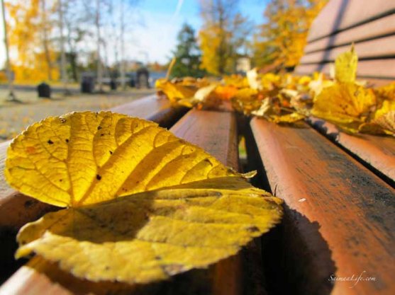 autumn leaves on the park bench