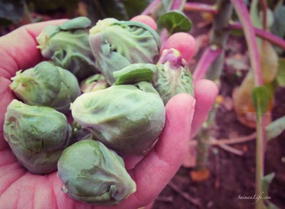 mother-picking-up-brussels-sprouts-from-vegetable-garden-1