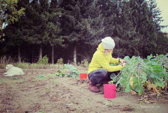 mother-picking-up-brussels-sprouts-from-vegetable-garden-3