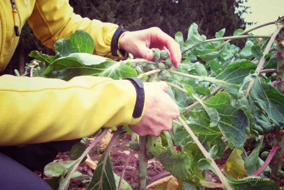 mother-picking-up-brussels-sprouts-from-vegetable-garden-4