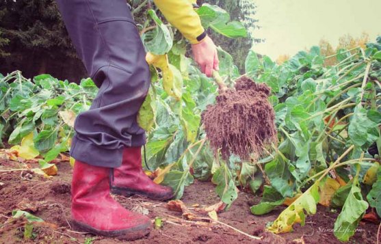 mother-picking-up-brussels-sprouts-from-vegetable-garden-5