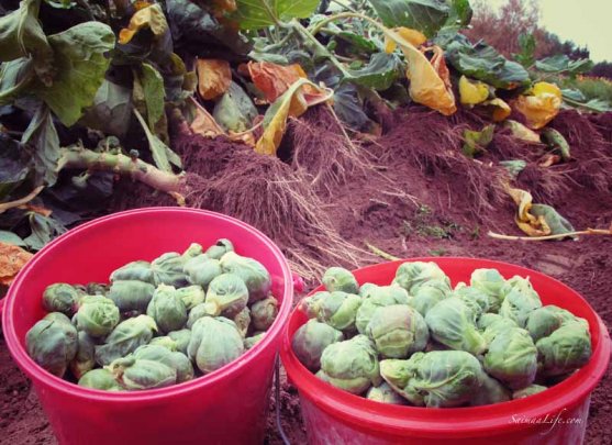 mother-picking-up-brussels-sprouts-from-vegetable-garden-6