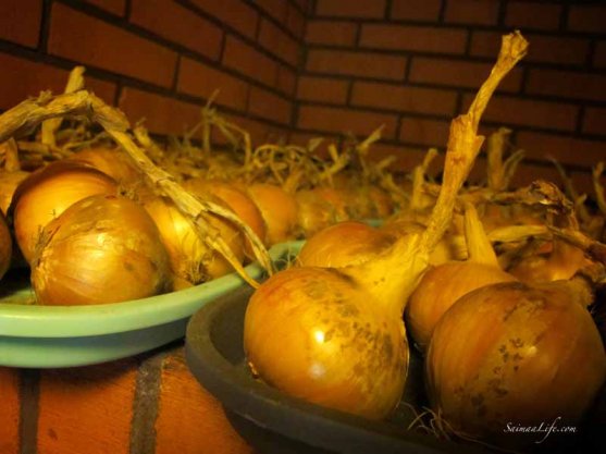 onions-from-own-vegetable-garden-1