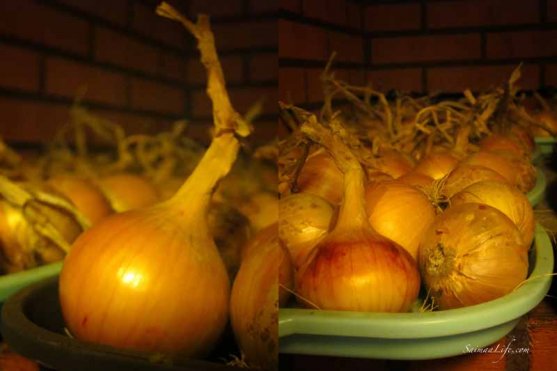 onions-from-own-vegetable-garden-2