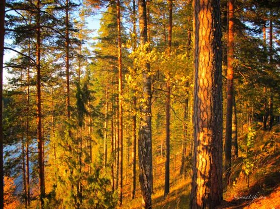 punkaharju-ridge-area-in-finland-in-beautiful-autumn-day-1