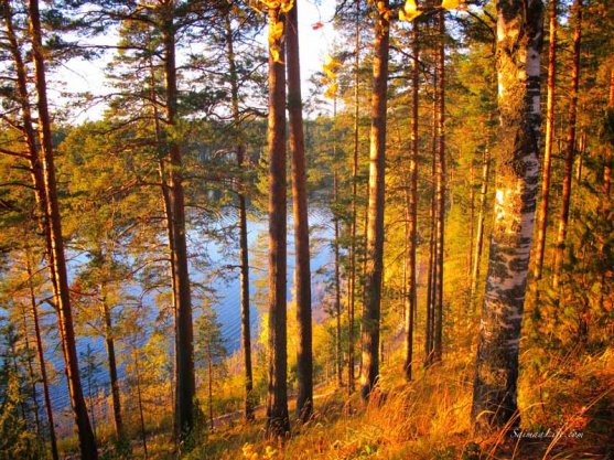 punkaharju-ridge-area-in-finland-in-beautiful-autumn-day-3