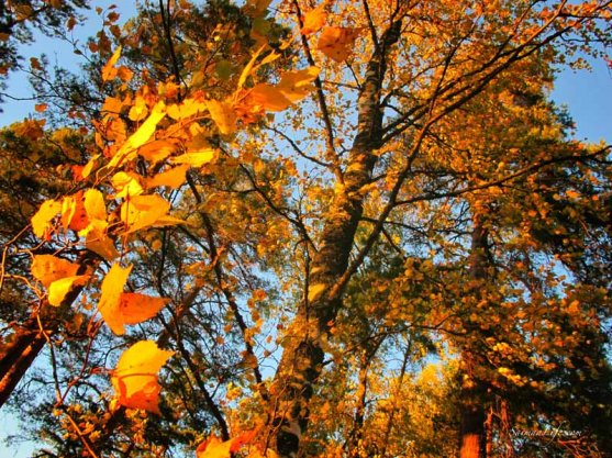 punkaharju-ridge-area-in-finland-in-beautiful-autumn-day-4