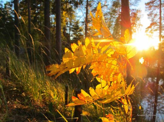 punkaharju-ridge-area-in-finland-in-beautiful-autumn-day-6