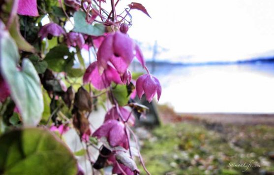 autumn-by-finnish-lake-6