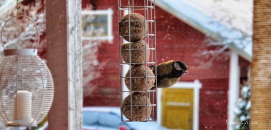 great-tit