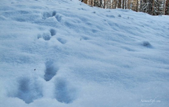 snow-hare