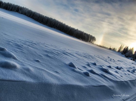 winter-field