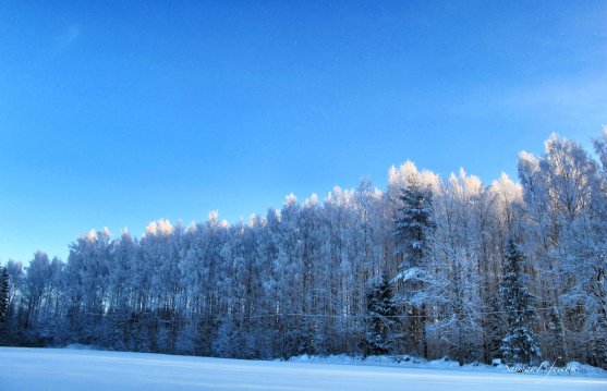 winter-forest