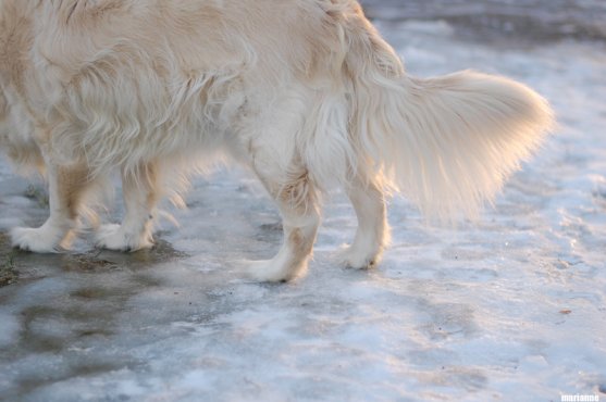 winter-day-in-finland-4