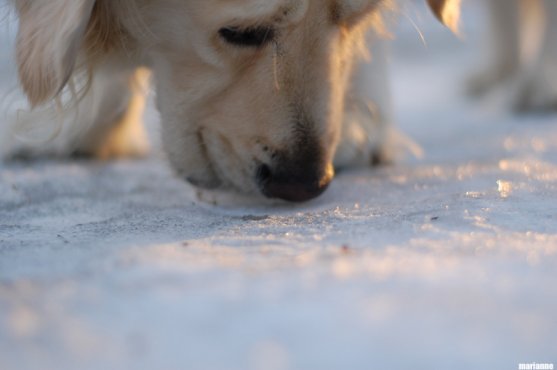 winter-day-in-finland-5