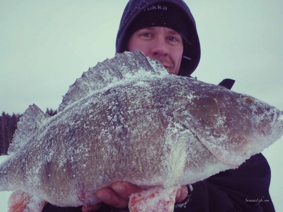 ice-fishing-fisherman-perch