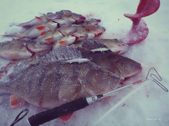 ice-fishing-perch