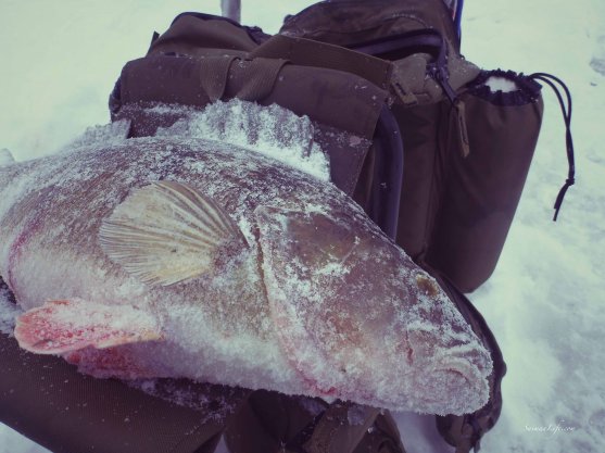 ice-fishing-size-perch