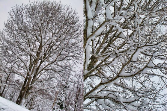 winter-tree