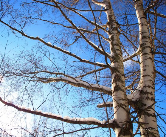 winter-birches