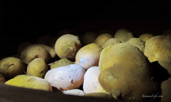 cellar-potatoes