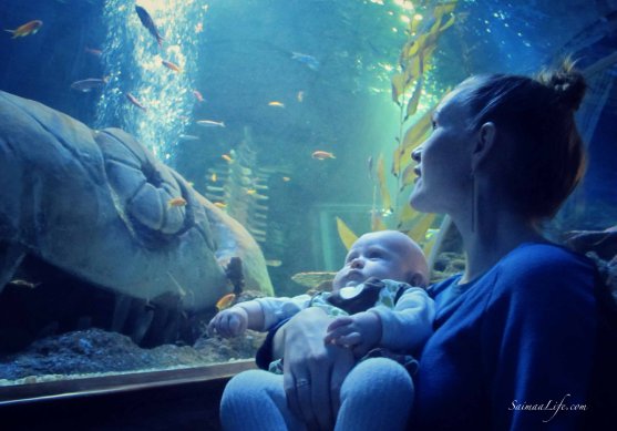 sealife-baby-watching