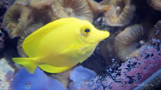 sealife-fish-yellow