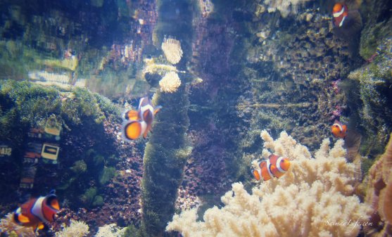 sealife-nemo-fish