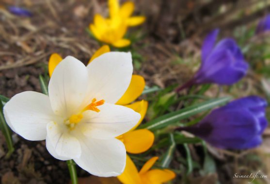 first-spring-flowers