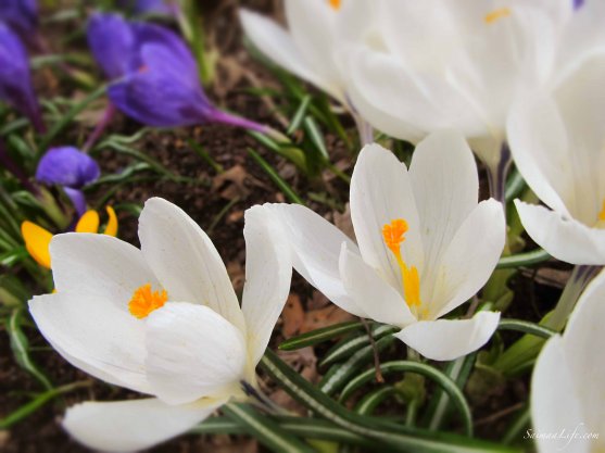 spring-flowers