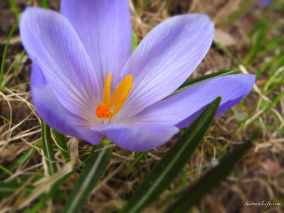 violet-spring-flower