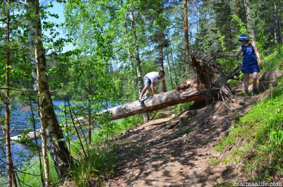 nature-trails-in-punkaharju