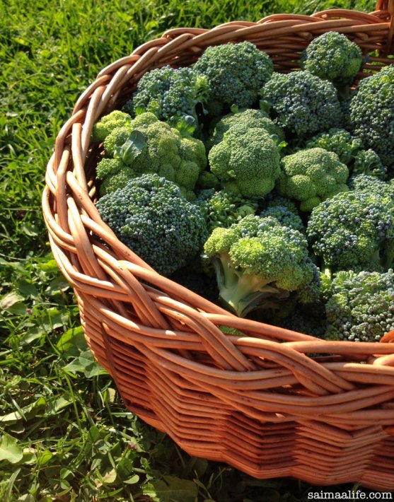 broccoli-from-own-vegetable-garden