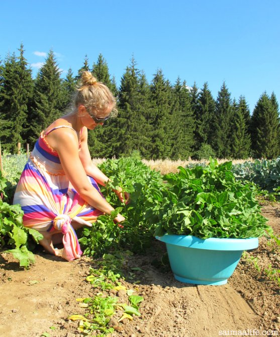 mother-cutting-spinach-on-vegetable-garden