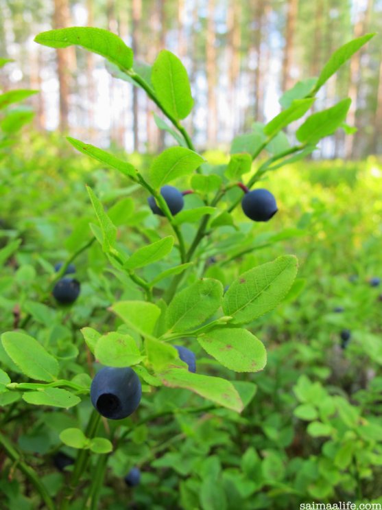 blueberries-wild-food