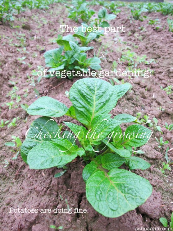 checking-growing-of-vegetable-garden