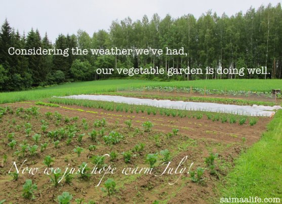 finnish-vegetable-garden-in-the-end-of-June