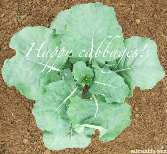 happy-cabbages