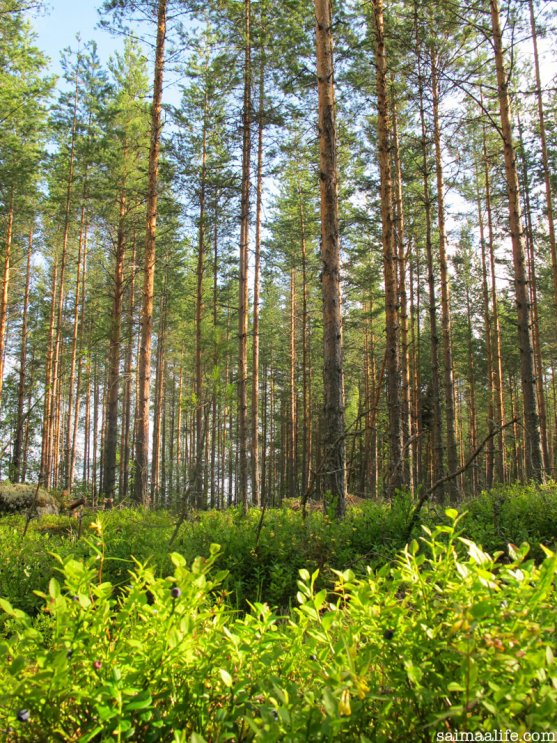 pine-forest-in-saimaa-lake-area-finland