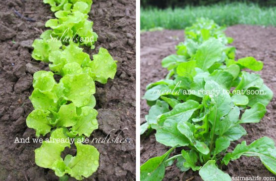 small-salads-and-rucola