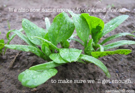 spinach-on-vegetable-garden