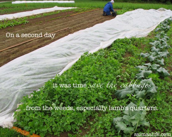 weeding-the-cabbages