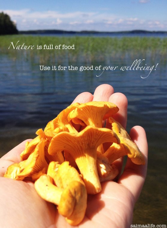 wild-food-chantarelles-from-finland