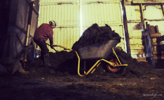 woman-working-in-cowhouse-in-finland-10