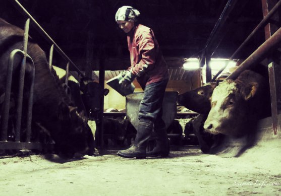 woman-working-in-cowhouse-in-finland-2