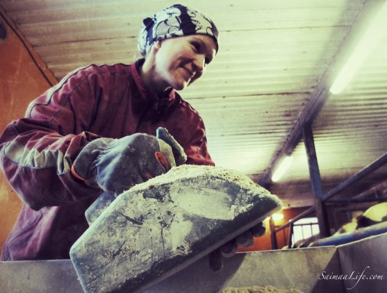 woman-working-in-cowhouse-in-finland-4