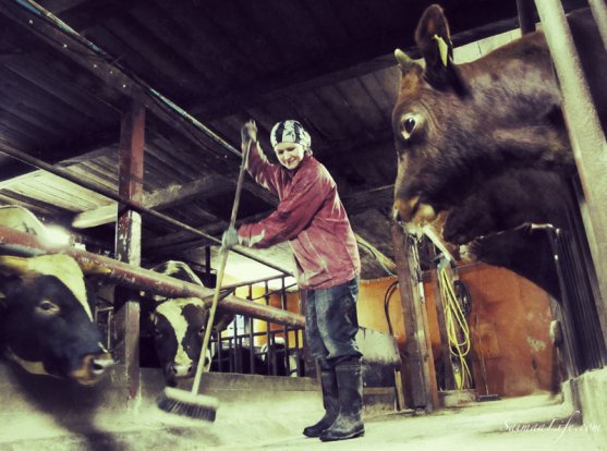 woman-working-in-cowhouse-in-finland-6