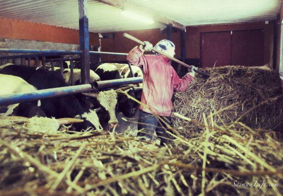 woman-working-in-cowhouse-in-finland-8