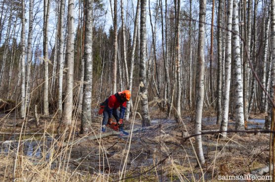 finnish-timberjack-cutting-birches