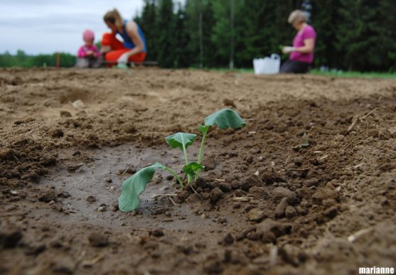 broccoli-seedling